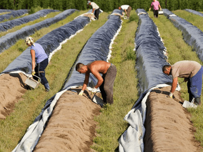 Вакансия teeal.pl Сбор спаржи В Польше