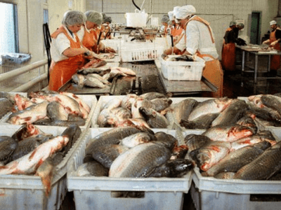 рыбный завод Польша