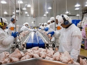 работа в Польше для Украинцев на птицефабрике