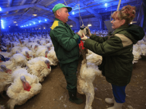 INDYK SLAZKI pracuje w Polsce