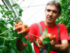 Работа в теплице в Польше