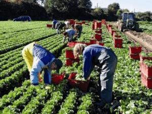 сезонная работа в Польше Winnicka Sałata