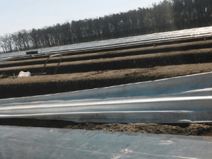 сбор спаржи в Польше