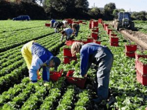 сезонная работа в Польше Winnicka Sałata