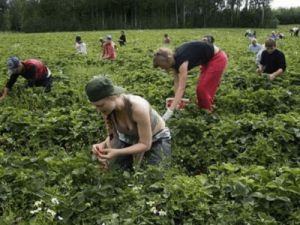 Сбор клубники TRUSKAWKA