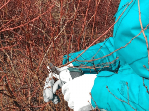 Обрезка веток кустов голубики в Польше