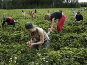 Zbieranie truskawek TRUSKAWKA