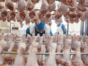 обвалка птицы работа в Польше