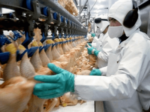 Упаковщик птицы , WEBLO в Польше