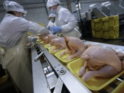 Работа в Польше, обработка курицы