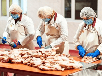 Обработка курицы, Mielewczyk работа в польше