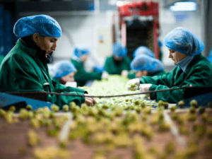 Сортировщик овощей и цветочных луковиц, SpringFresh работа в Польше