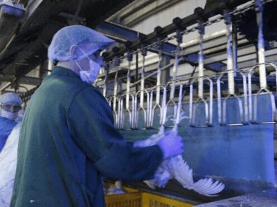 Підвішування курки, MASDROB