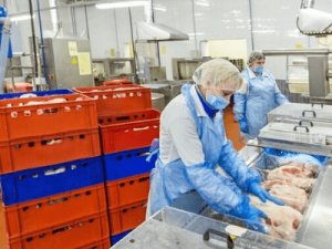 Разборка курицы, MASDROB