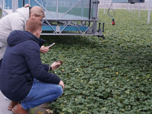 Посадка клибники и малины в Польше FLEVOPLANT