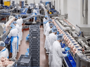 Работа на разделке свинины, Michna Meat