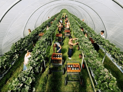 Работник теплицы AGROENERGIA