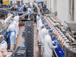 Работа на разделке свинины, Michna Meat