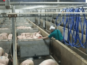 работа в Польше, забой свиней