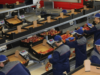 teeal.pl/sortirovka-i-uhod-za-pomidorami-megahandel