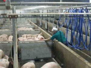 praca w Polsce, ubój świń