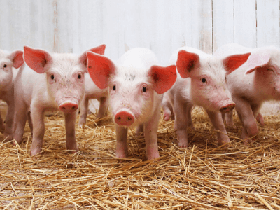 Pracownik fermy trzody chlewnej, AGRIFARM