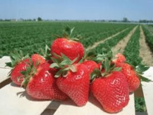 сбор клубники в Польше