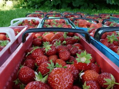 сортування полуниці Польща