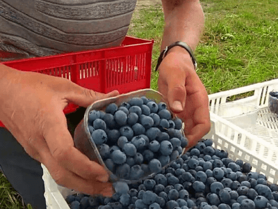 Zbiórka Borówka, GARLIŃSKI