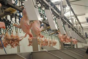 Переработка мяса птицы, ALGAS