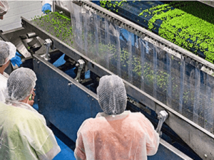 Produkcja mrożonych warzyw i owoców jagodowych, Masfrost