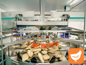 Работа с гусями, птицефабрика Superdrob