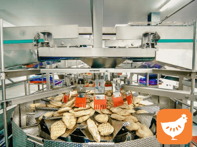 Работа с гусями, птицефабрика Superdrob