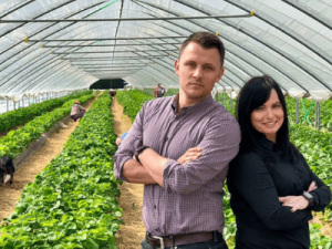 Сортировка луковиц лилии, POLAND PLANTS