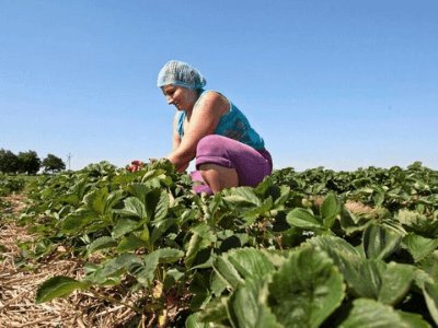 Przygotowanie farmy do sezonu, Matyjaszczyk
