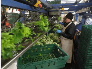 Упаковка, сортировка, чистка овощей, AGROS