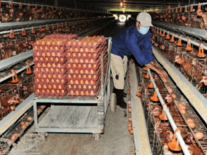 Работа на ферме в курятниках, Ami Ferma