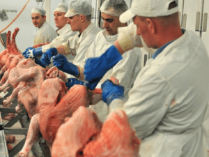 Загон индюков на убой, Bomadek