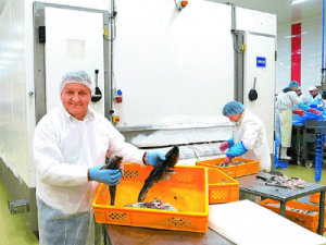 Przetwórstwo rybne, ABRAMCZYK