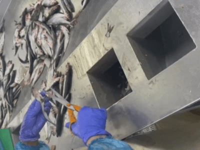 Переробки риби, MARLIN