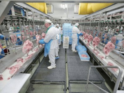 Упаковка и разделка мяса индейки, STASIN (Zakład Drobiarski w Stasini)