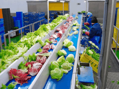 Переработка зелени (салат, шпинат), GREEN FACTORY