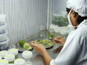 Лаборатория по производству и размножению растений, Norwa Plants