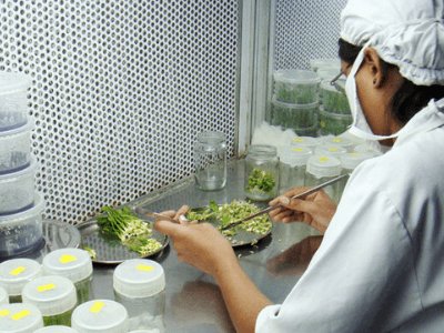 Лабораторія з виробництва та розмноження рослин, Norwa Plants