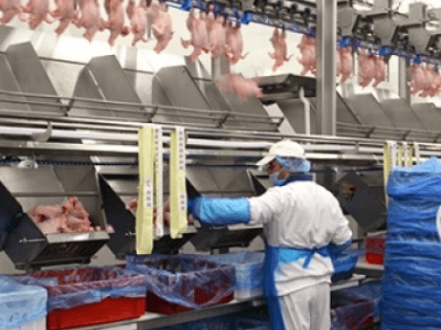 Производство куриных полуфабрикатов, Cedrob