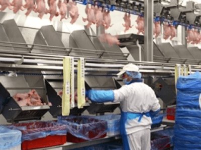 Производство куриных полуфабрикатов, Cedrob