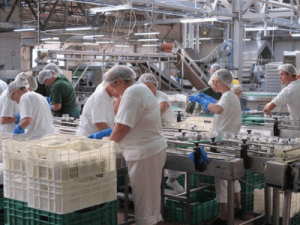 Pakowanie ogórków w słoiki, ROLNIK