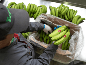 Sortownik owoców i warzyw TARGBAN