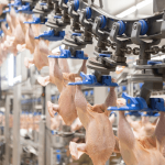 Ważenie i pakowanie mięsa z kurczaka, DROBEX