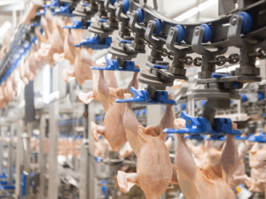 Ważenie i pakowanie mięsa z kurczaka, DROBEX